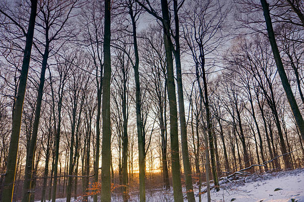 Winter forest at sunset stock photo