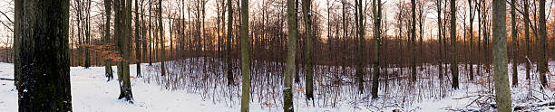 Forest panorama stock photo