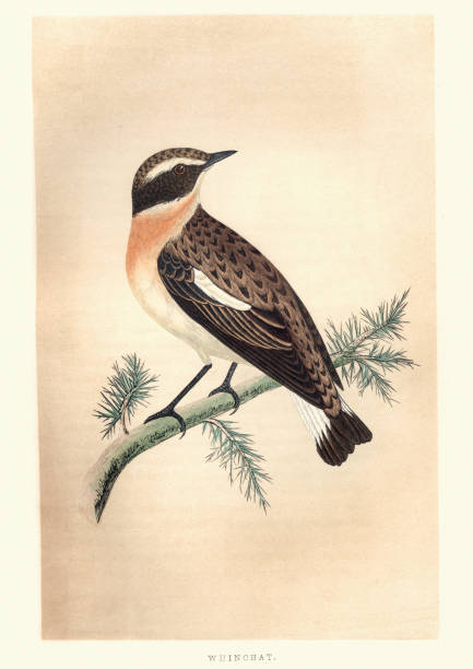 ilustrações, clipart, desenhos animados e ícones de história natural, aves, cartaxo-nortenho (saxicola rubetra) - whinchat