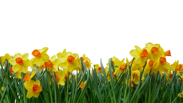 istock Bright yellow of Easter bells daffodils (Narcissus) spring flower field in springtime isolated on white background, clipping path included. 928861042