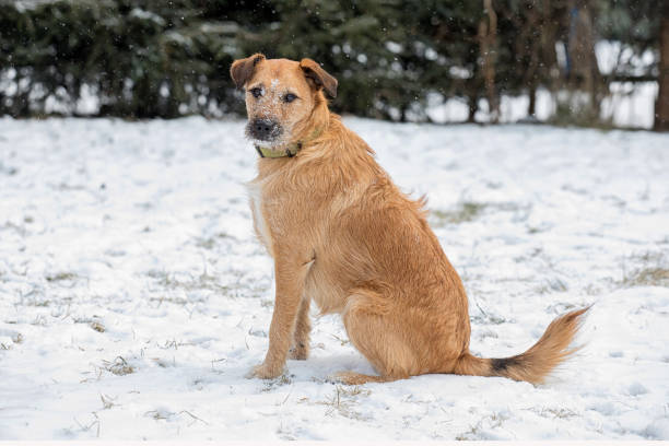 istock Cute dog in the snow 928861964