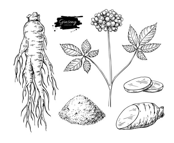 인삼 벡터 그림입니다. 의료 식물 밑그림입니다. 새겨진된 식물 - 인삼 stock illustrations
