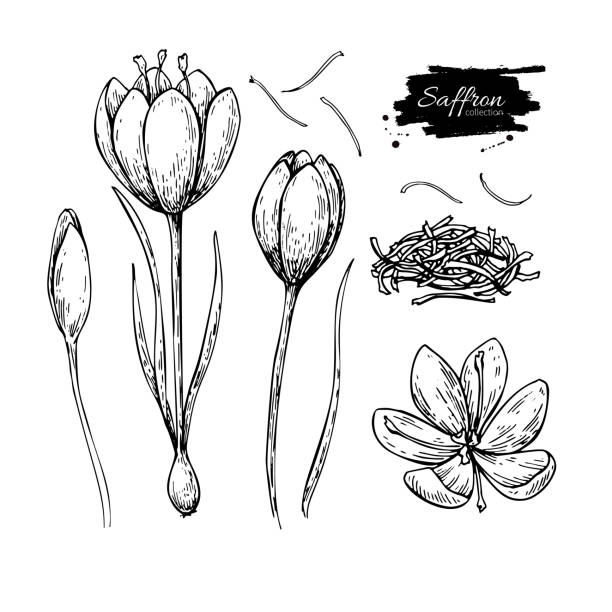 Saffron flower vector drawing. Hand drawn herb and food spice. Saffron flower vector drawing. Hand drawn herb and food spice. Engraved vintage flavor. Crocus botanical sketch. Great for packaging design, label, icon. saffron stock illustrations