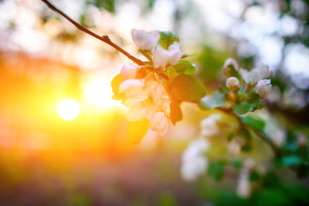 istock Blooming almond tree on the blue sky background. 928863532