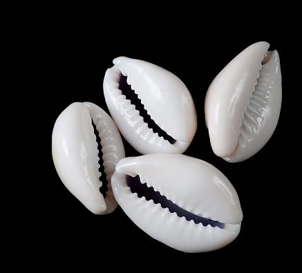 Cowrie shells on black background