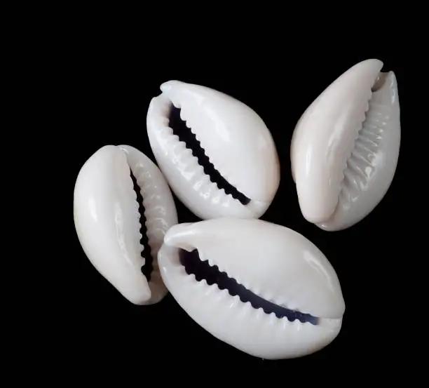 Photo of Cowrie shells