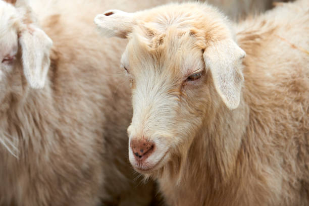 istock Goatling. The domestic goat (Capra aegagrus hircus). 928867012