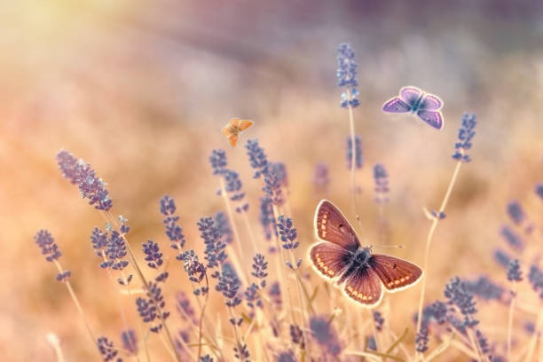 istock Butterfly - butterflies in lavender garden lit by sun rays (sunlight) 928870068