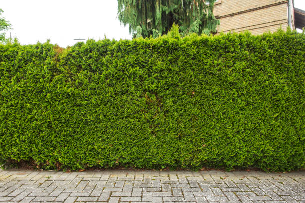 istock ivy leaves isolated on a white background 928870770