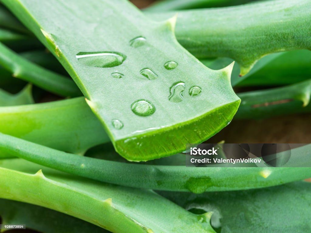 Hojas frescas de Aloe o Aloe vera y las rodajas. - Foto de stock de Aloe vera libre de derechos