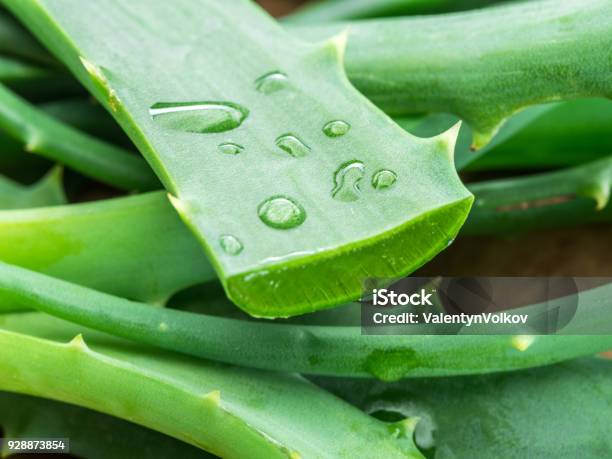 Hojas Frescas De Aloe O Aloe Vera Y Las Rodajas Foto de stock y más banco de imágenes de Aloe vera - Aloe vera, Gel de aloe vera, Aloe arborescente