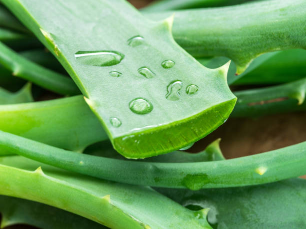 istock Aloe or Aloe vera fresh leaves and slices. 928873854