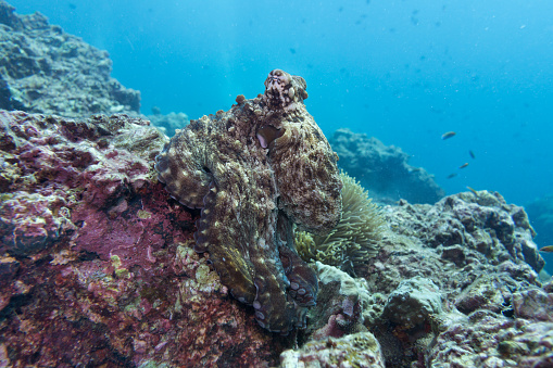 A common Reef Octopus (Octapus cyanea) is waiting in the shallow coral reef at Ko Haa Archipelago, Andaman Sea, Krabi, Thailand.  Experts at camouflage they have the ability to change colour to blend in with their surroundings to avoid predation, as seen here.  This makes them extremely difficult to find and photograph.