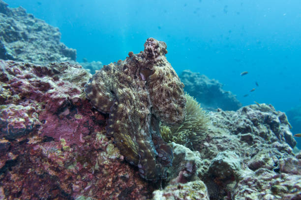 Underwater image of Reef Octopus (Octapus cyanea) camouflaged on coral reef A common Reef Octopus (Octapus cyanea) is waiting in the shallow coral reef at Ko Haa Archipelago, Andaman Sea, Krabi, Thailand.  Experts at camouflage they have the ability to change colour to blend in with their surroundings to avoid predation, as seen here.  This makes them extremely difficult to find and photograph. scuba diver point of view stock pictures, royalty-free photos & images