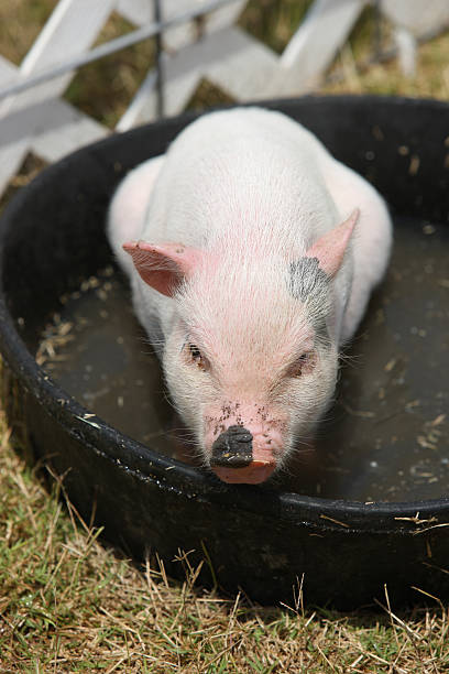 istock Time to bath for dirty piglet 92887598