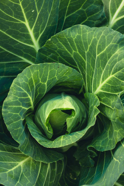 istock Vegetable Lettuce Green cabbage Fresh green garden cabbage on rustic wooden background 928877494