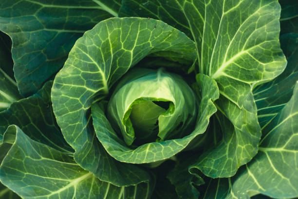 istock Vegetable Lettuce Green cabbage Fresh green garden cabbage on rustic wooden background 928877956