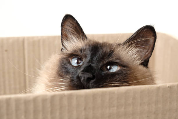 istock Beautiful cat sitting in box. 928881320