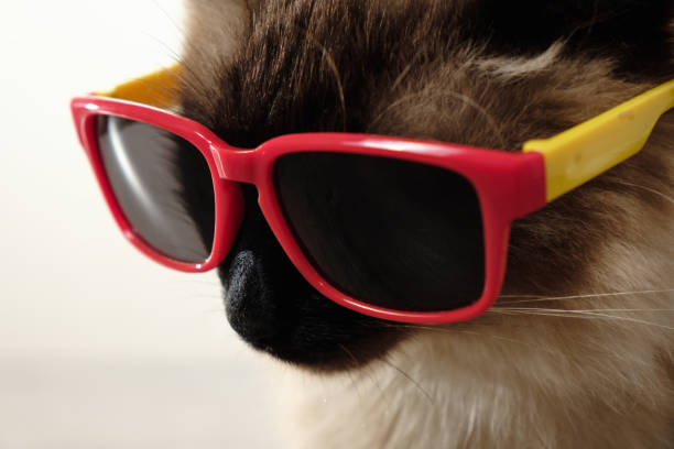 istock Funny cat with sunglasses 928881488