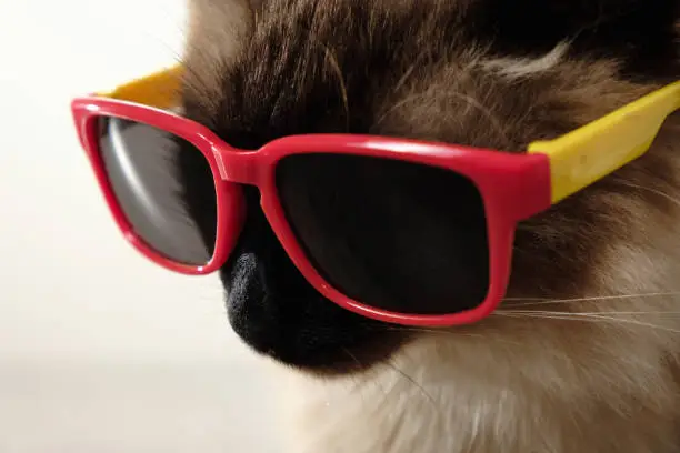 Photo of Funny cat with sunglasses