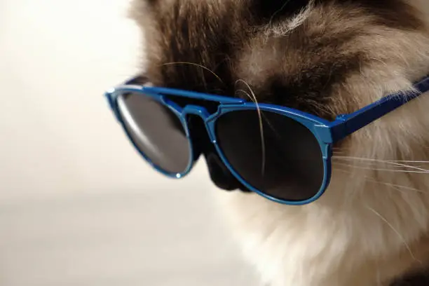 Photo of Funny cat with sunglasses