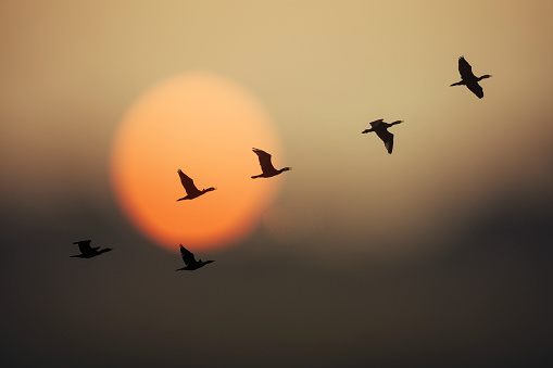 Grupo de gansos salvajes en puesta del sol photo