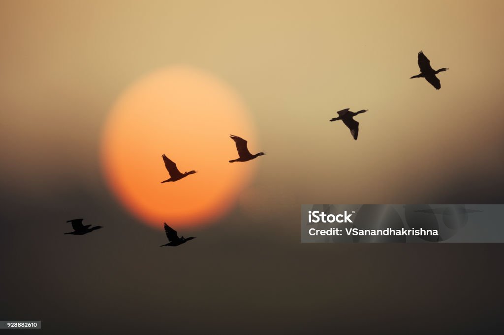 Group of wild geese in sunset Bird Stock Photo