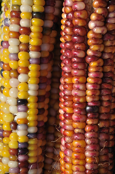 istock Close up Cobs of Indian Corn 92888272