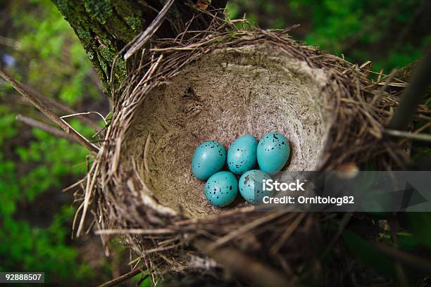 Nest Eier Mit Grünen Stockfoto und mehr Bilder von Ast - Pflanzenbestandteil - Ast - Pflanzenbestandteil, Baum, Blau