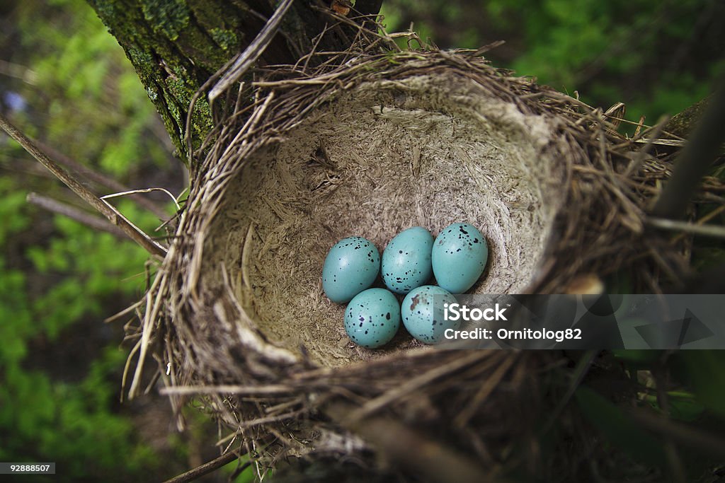 Nest with green eggs (Song Thrush).  Animal Egg Stock Photo