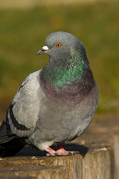 istock Columba livia, Rock Dove 92888608