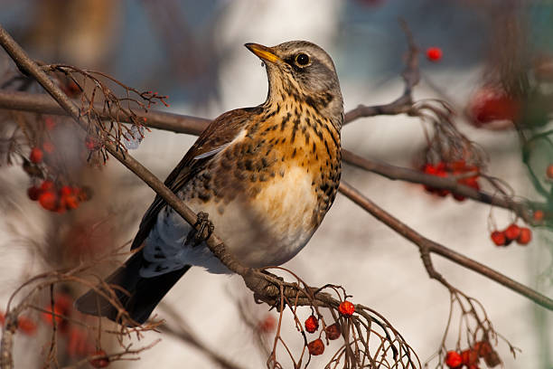 istock Turdus pilaris, Fieldfare 92888616
