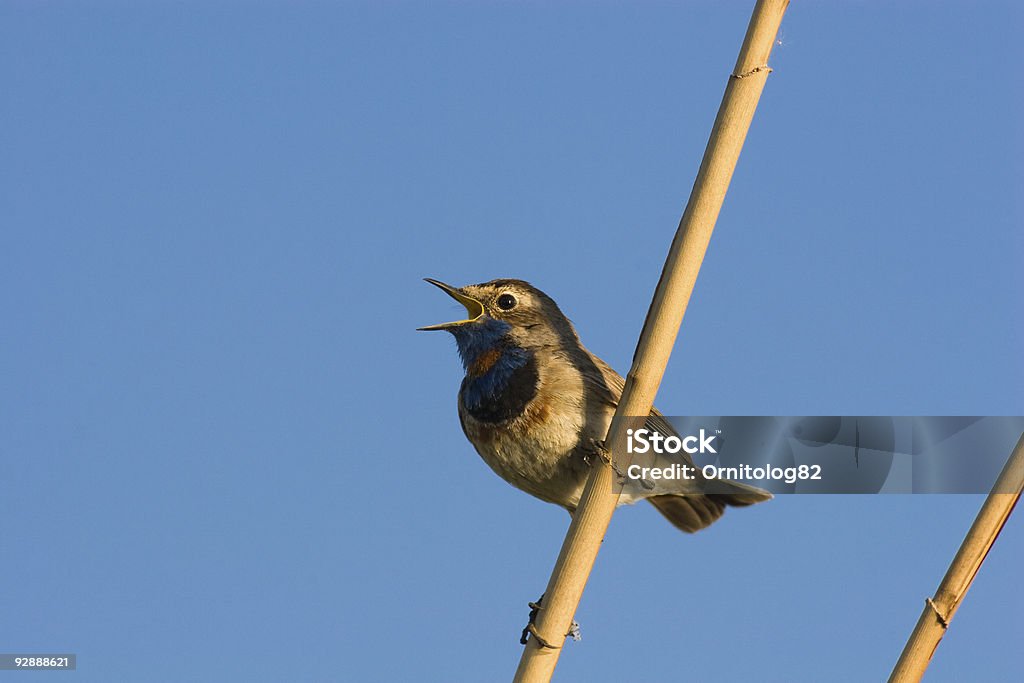 Pettazzurro, Luscinia svecica - Foto stock royalty-free di Ambientazione esterna