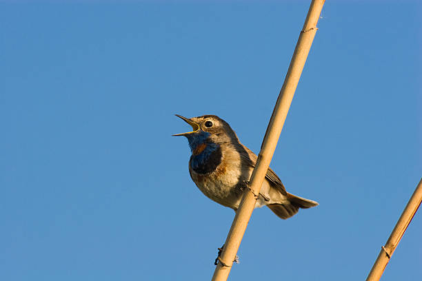 pettazzurro, luscinia svecica - bird warbler birdsong singing foto e immagini stock