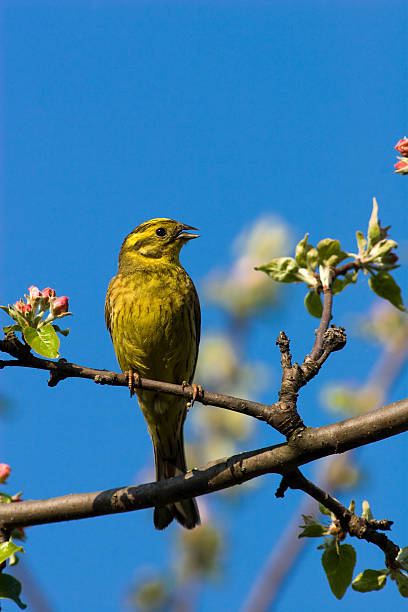 citrinella, emberiza yellowhammer - bird warbler birdsong singing foto e immagini stock
