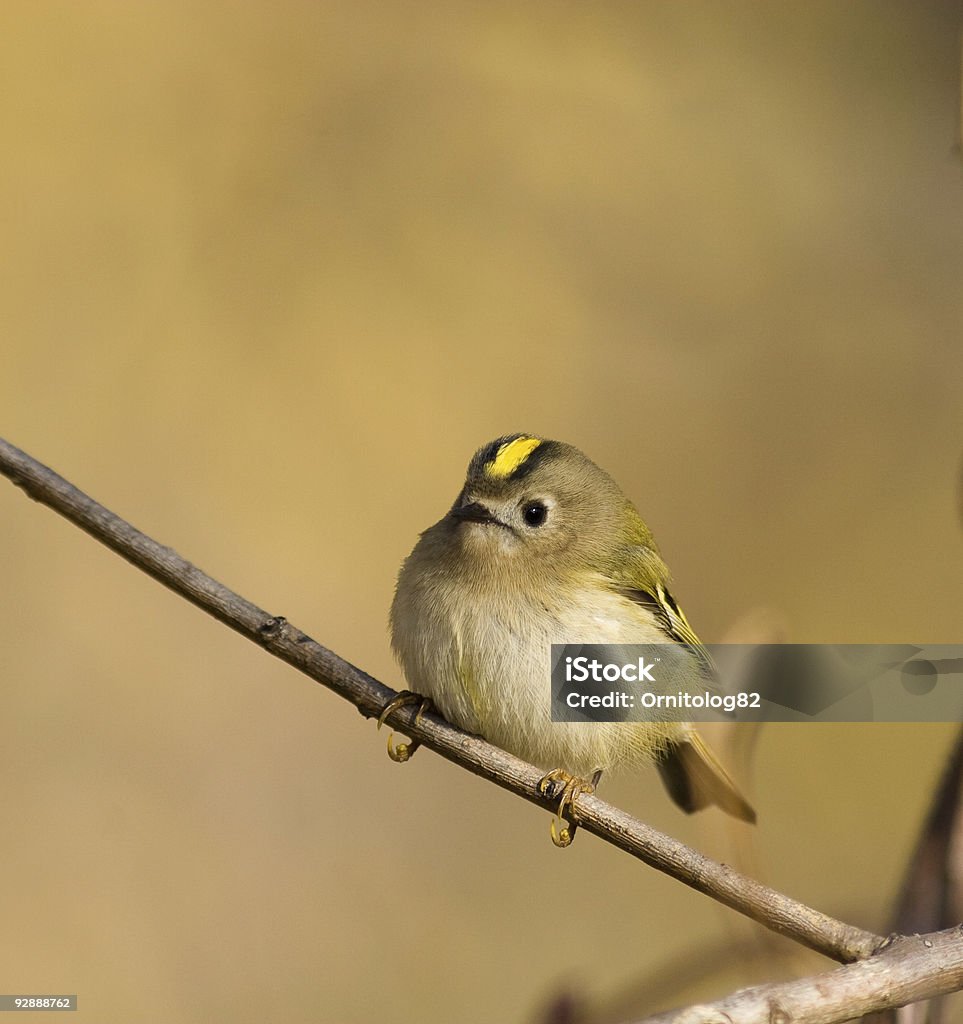 Goldcrest Regulus Goldcrest Stock Photo - Download Image Now - Animal, Animal ...