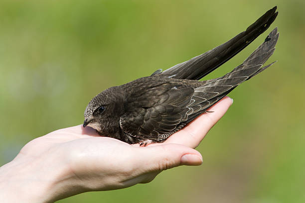 istock Real bird in the hand. Swift 92888773