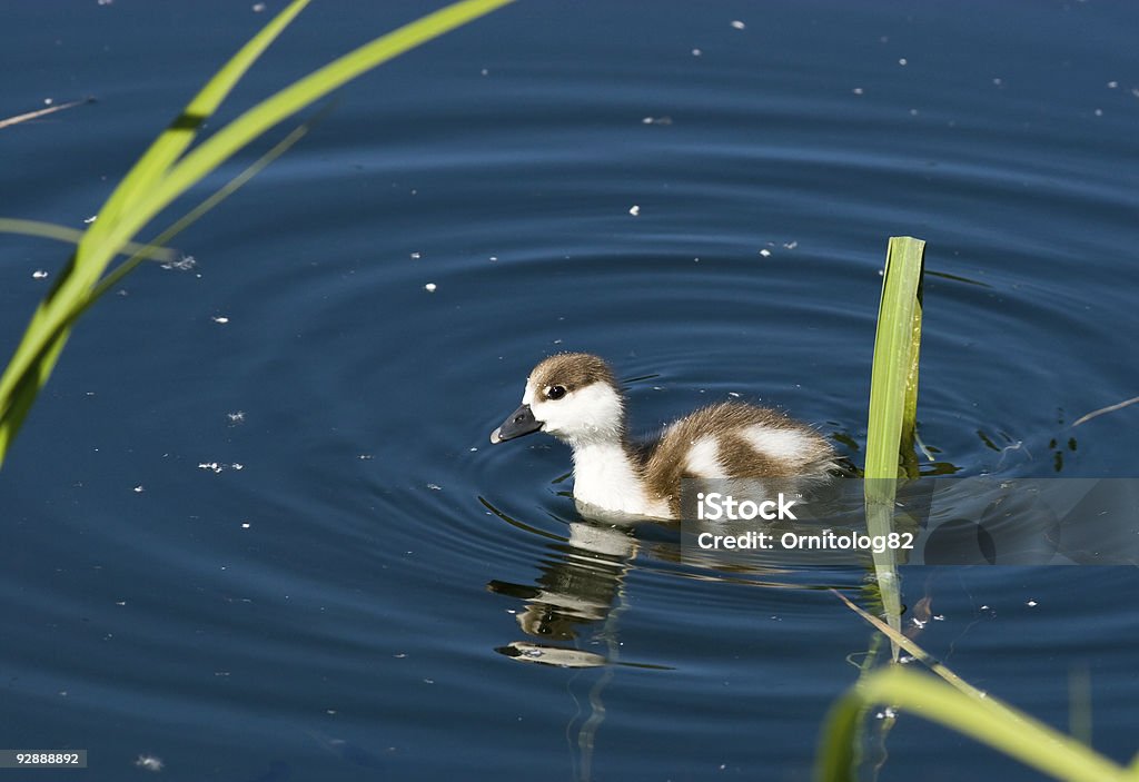 Rostgans (Tadorna ferruginea - Lizenzfrei Aquatisches Lebewesen Stock-Foto