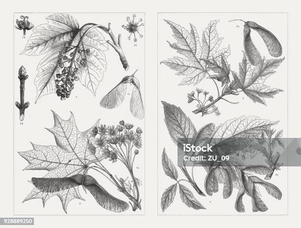 Sycamore Maple Norway Maple Silver Maple Wood Engravings Published 1897 Stock Illustration - Download Image Now