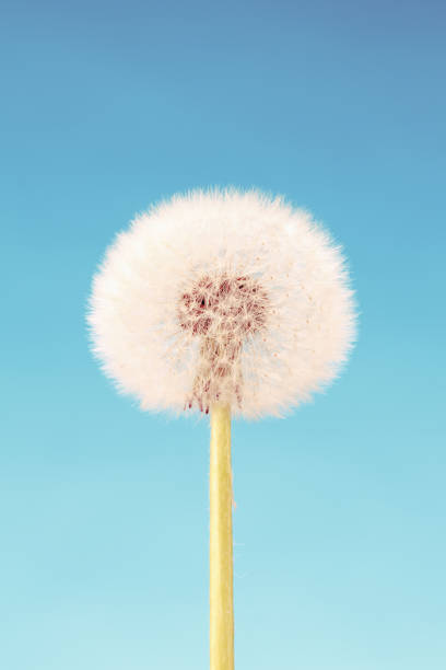 istock Dandelion close-up on blue sky 928889394