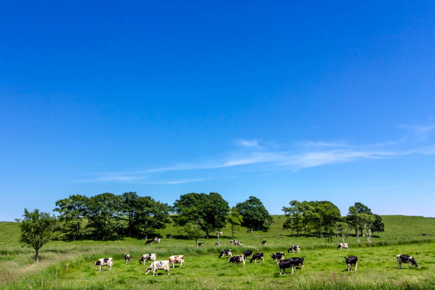 Cow milk that grew up in Hokkaido is delicious