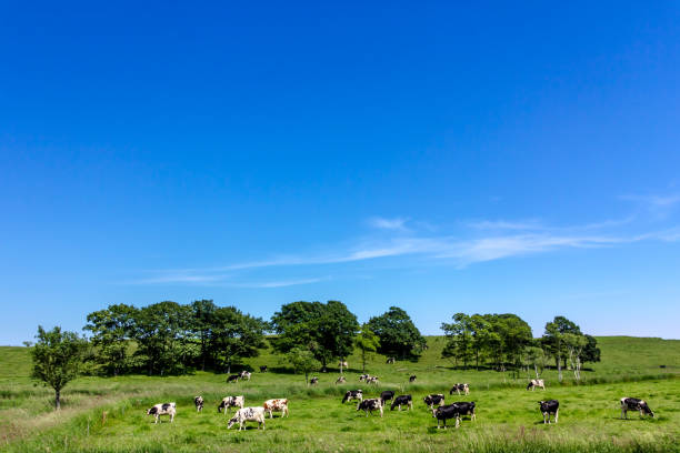 молочная ферма на хоккайдо, япония - paddock стоковые фото и изображения