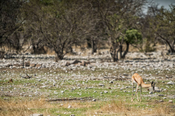 istock Springbock grazing on the savannah of Namibia. 928889906