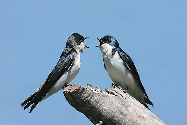 istock Pair of Tree Swallows on a stump 92889041