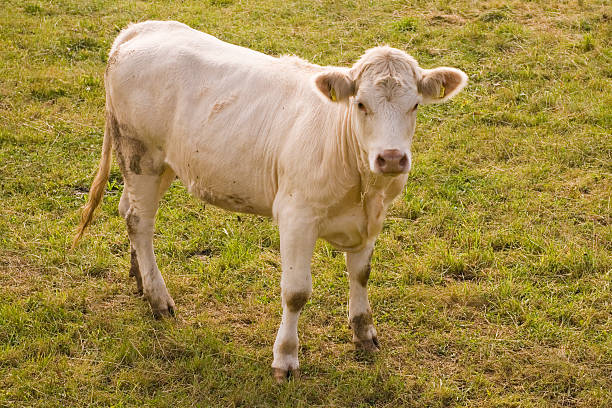 Single white bull on green meadow in national park Eifel near town Mehren in Rhineland Palatinate, Germany.
