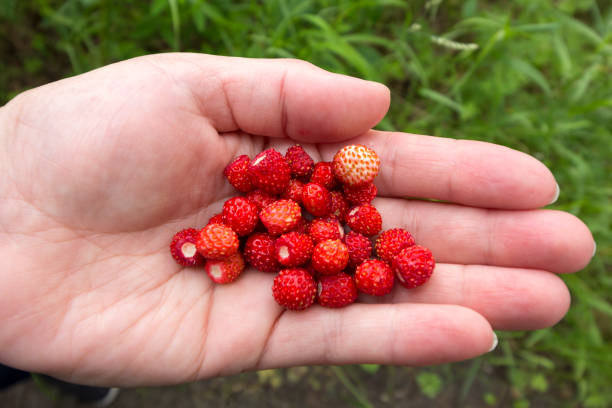 istock Handful of wild strawberry 928890820