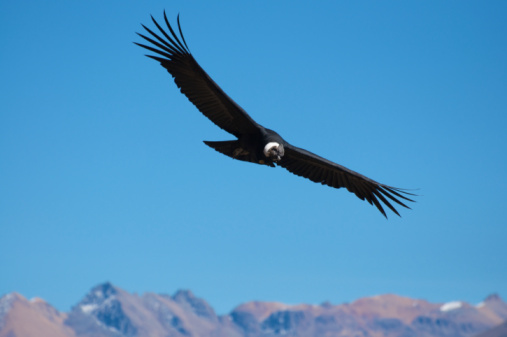 Condor Pui Cóndor De Los Andes Flyind De Colca Canyon Foto de stock y más banco de ...