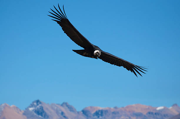 istock Andean Condor flyind over Colca Canyon 92889750