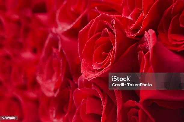 Rose - Fotografie stock e altre immagini di Amore - Amore, Composizione orizzontale, Dozzina di rose
