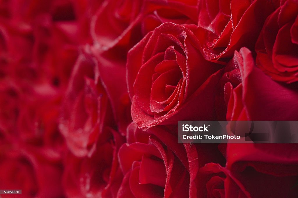 Rosas - Royalty-free Amor Foto de stock